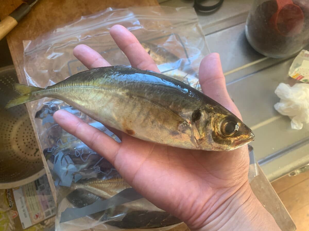 ［釣り］良型アジが大漁 – アジリンガー/アジスタ