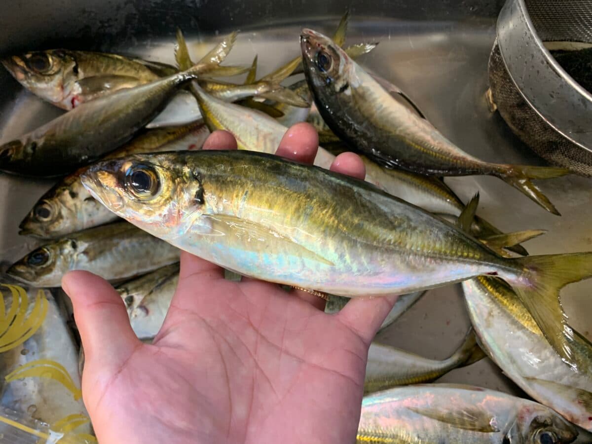 ［釣り］相変わらず釣れまくるアジ釣り