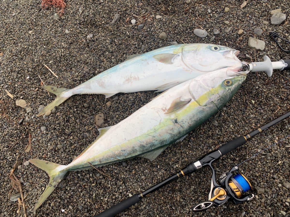 釣れない理由がないタイミングでメジロ2本！（2022年釣行18日目）