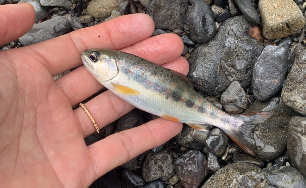 爆釣かと思いきやシブい渓流（2022年釣行30日目）