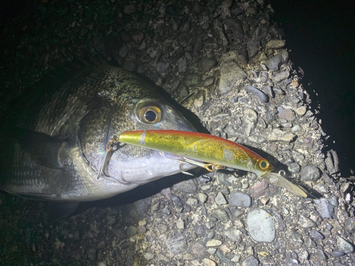 シュガーディープでクロダイ（2022年釣行51日目）