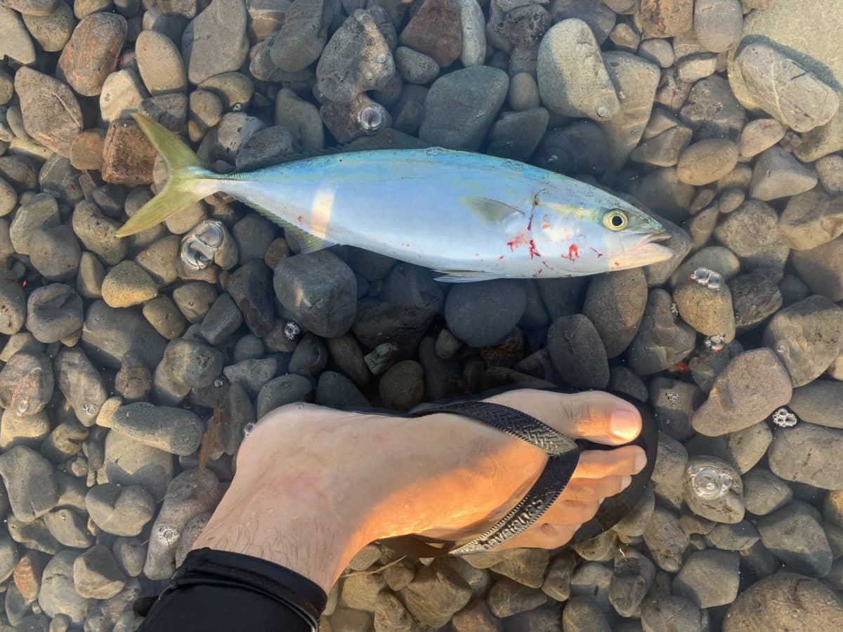 初秋サーフで青物狙いと、カマスとアジ釣り – アジリンガー・アジスタ（2022年釣行61日目）