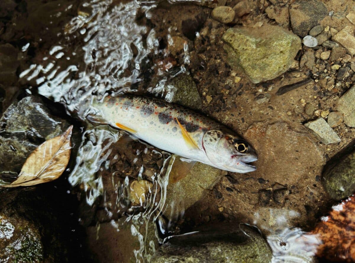【徳島海部川】今年初の渓流釣行