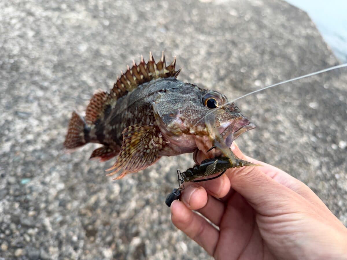 【徳島釣り】安定のカサゴとヒラセイゴ