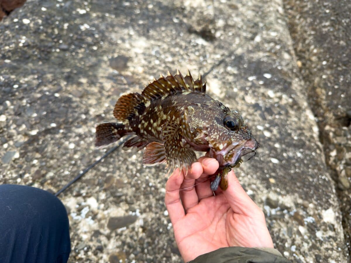 【徳島釣り】ちょっとそこまでカサゴ釣り