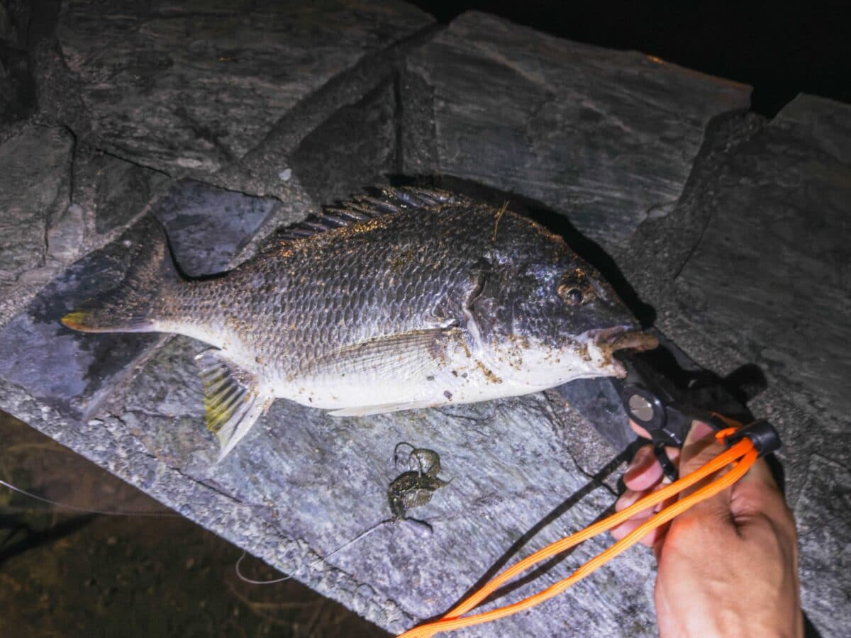 【徳島市チニング】22:30からのチヌ釣り