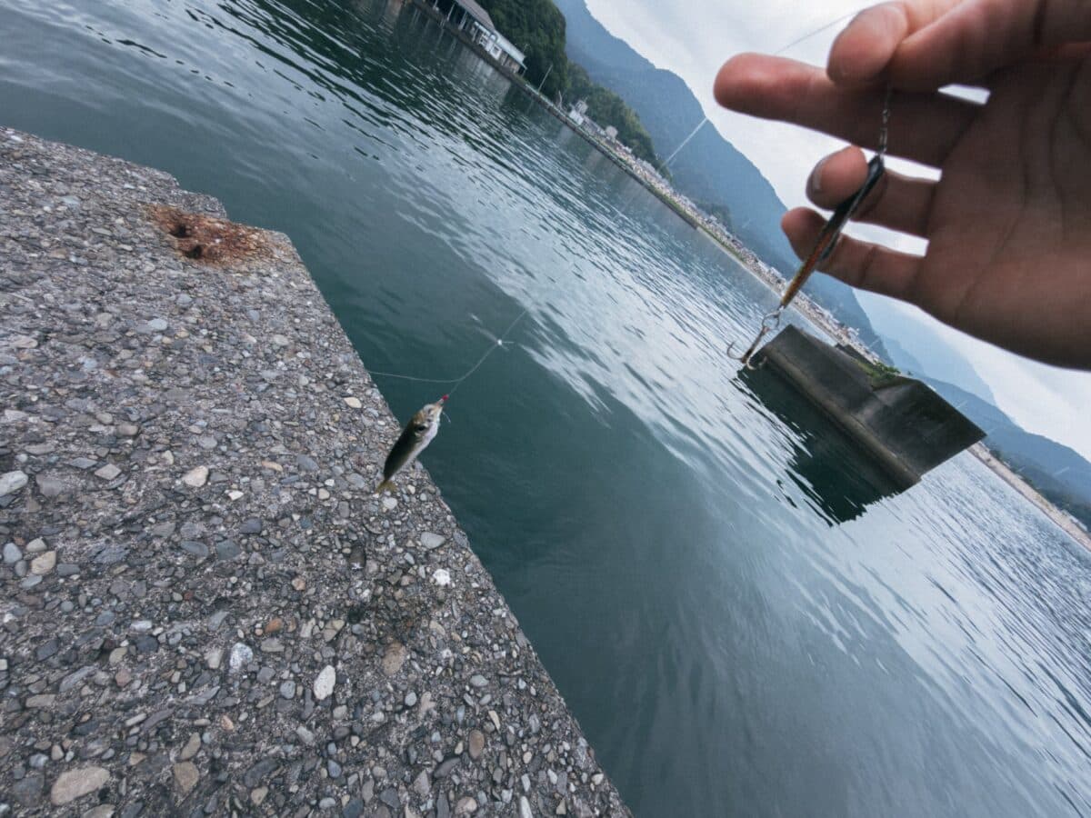 【徳島釣り】カマスやシオはまだ釣れないか…