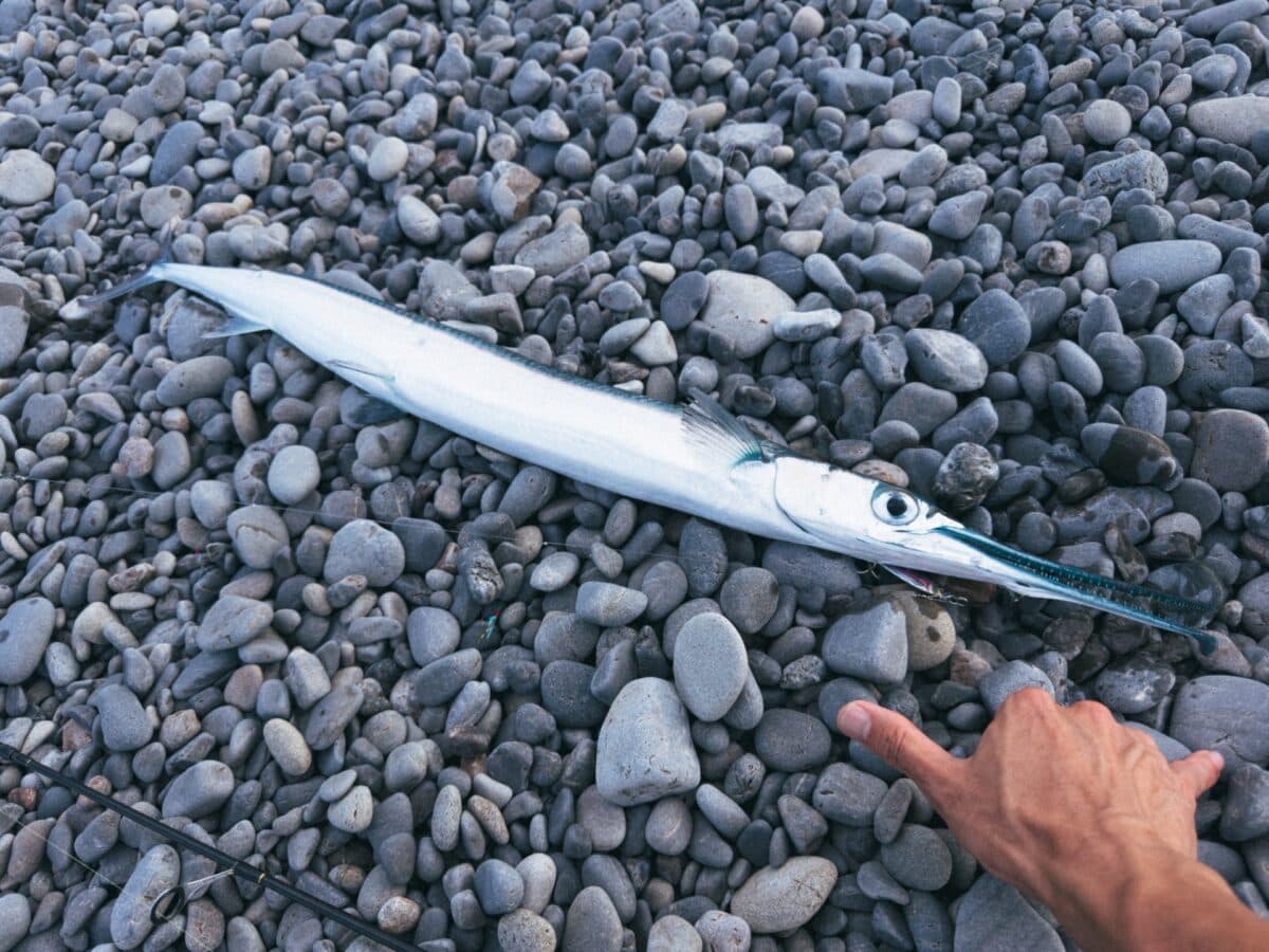 【徳島釣り】梅雨の初夏のサーフで大物の青物登場！