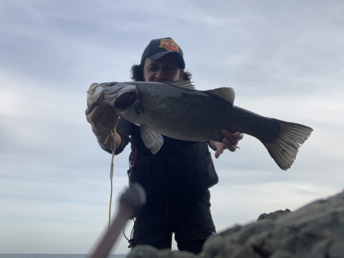 【サスケ裂波120】明るい時間帯でも釣れるヒラスズキ