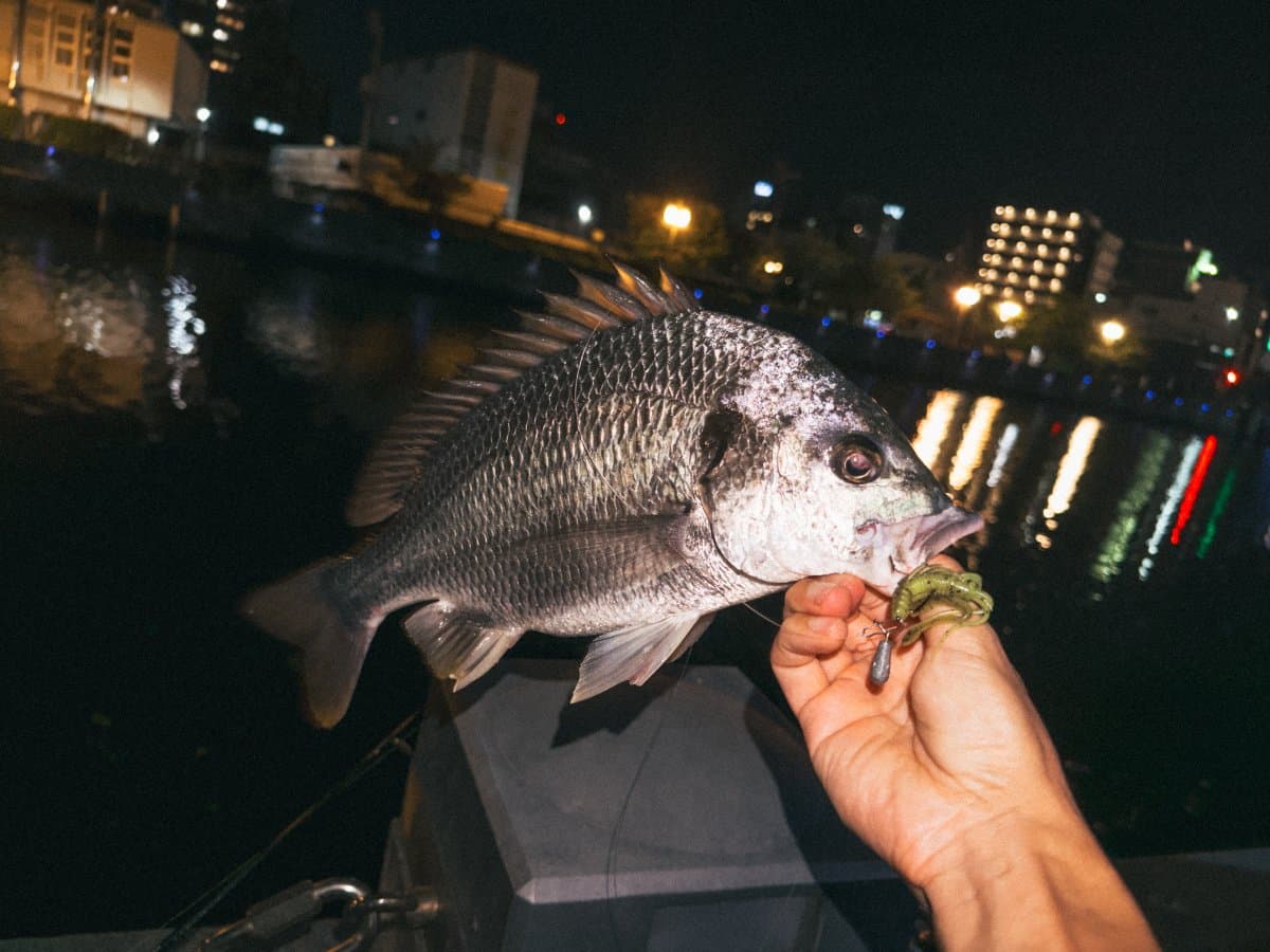 【徳島市内】1時間でチヌ釣り2枚