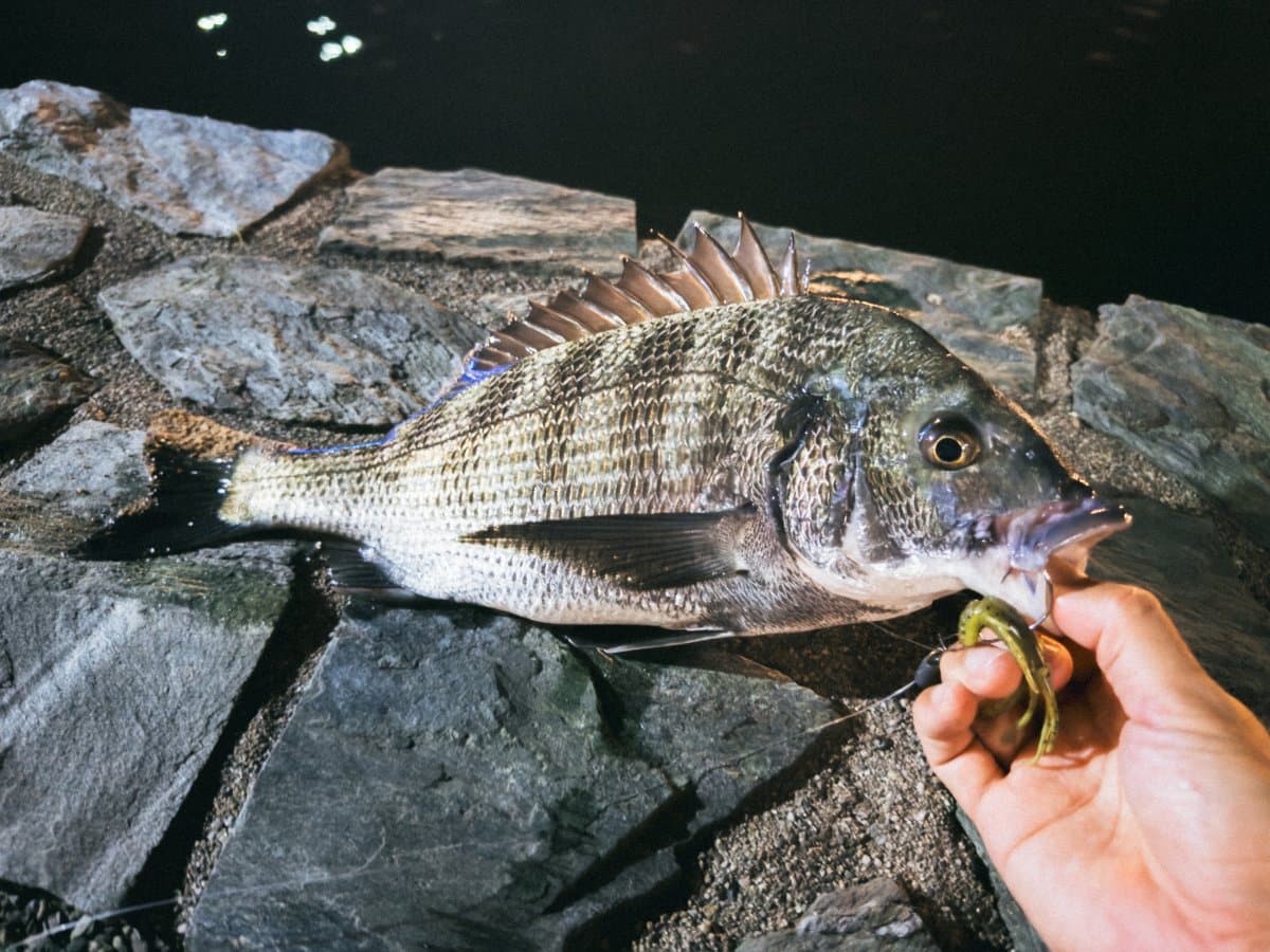 【徳島市】真夏の夜にチヌ釣り