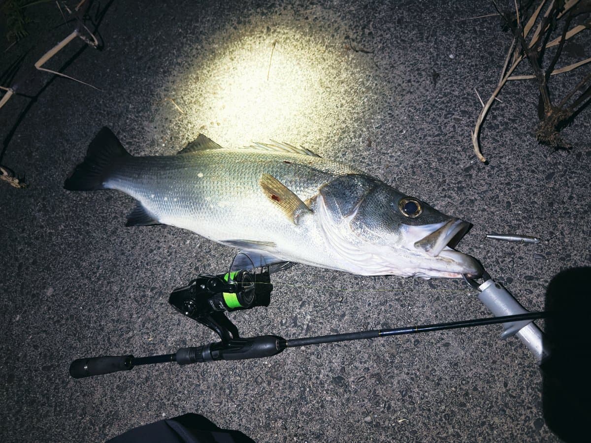 【徳島釣り】シュガーミノーで75cmヒラスズキ！