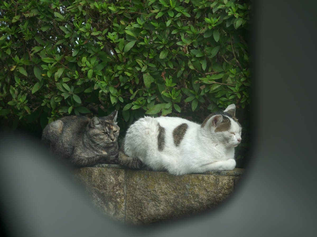 猫