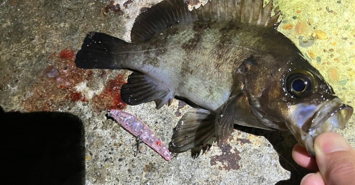 Lines & Lives：思い出を「次の1匹」への戦略に変える、データドリブンな釣り。