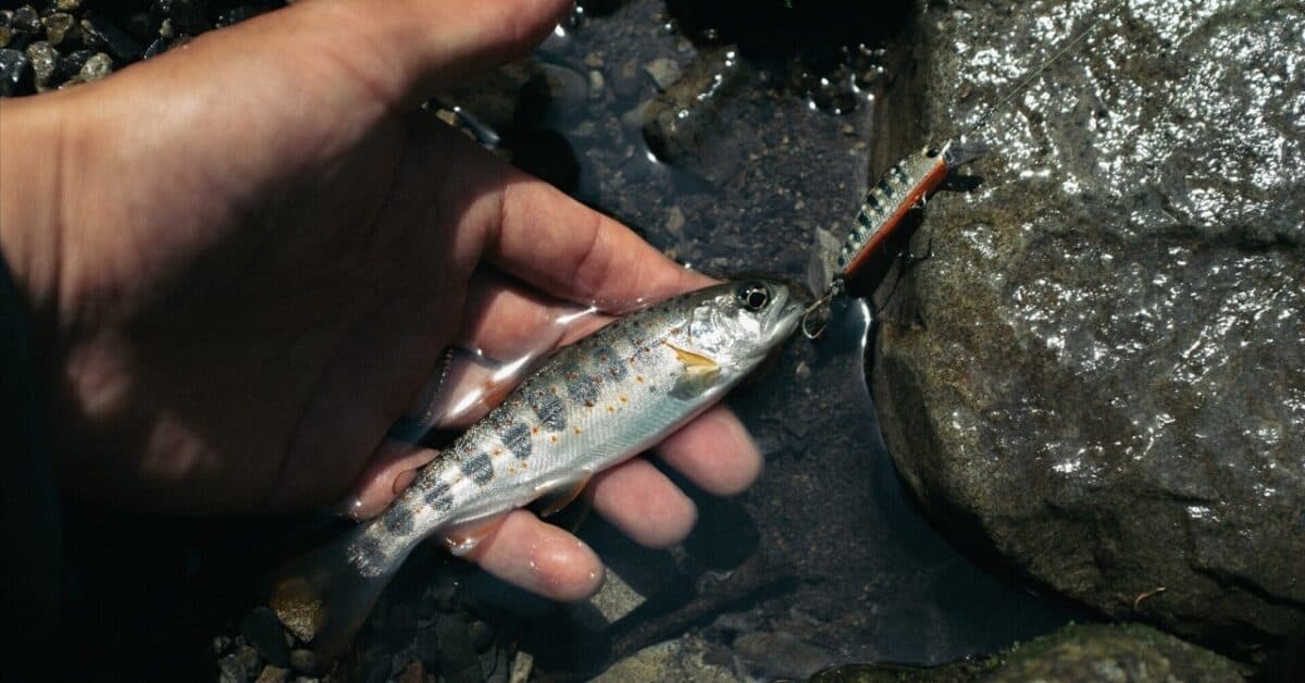 【徳島 海部川】 アマゴを追いかける、静かな冒険がはじまる