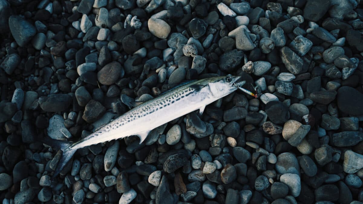 魚