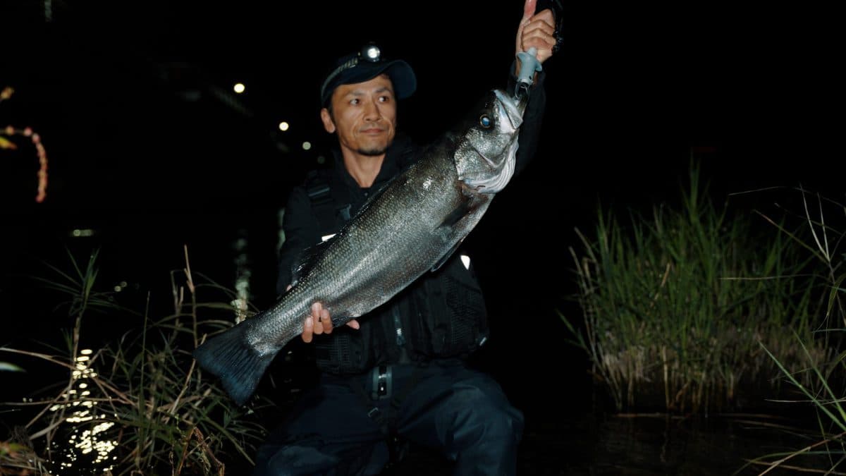 落ち鮎パターンでヒラスズキ83cm、70cm(2022年釣行62-80日目)
