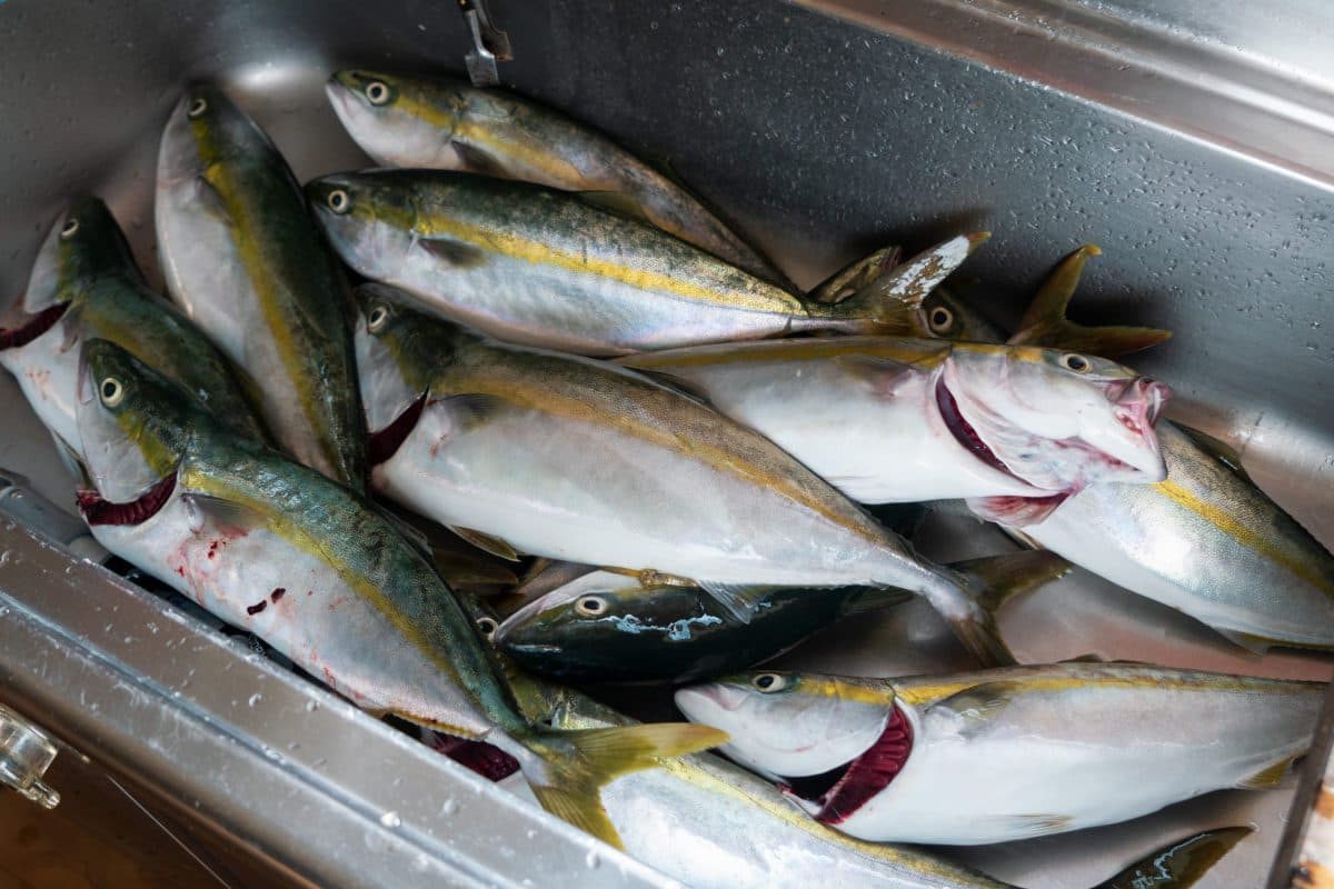 魚