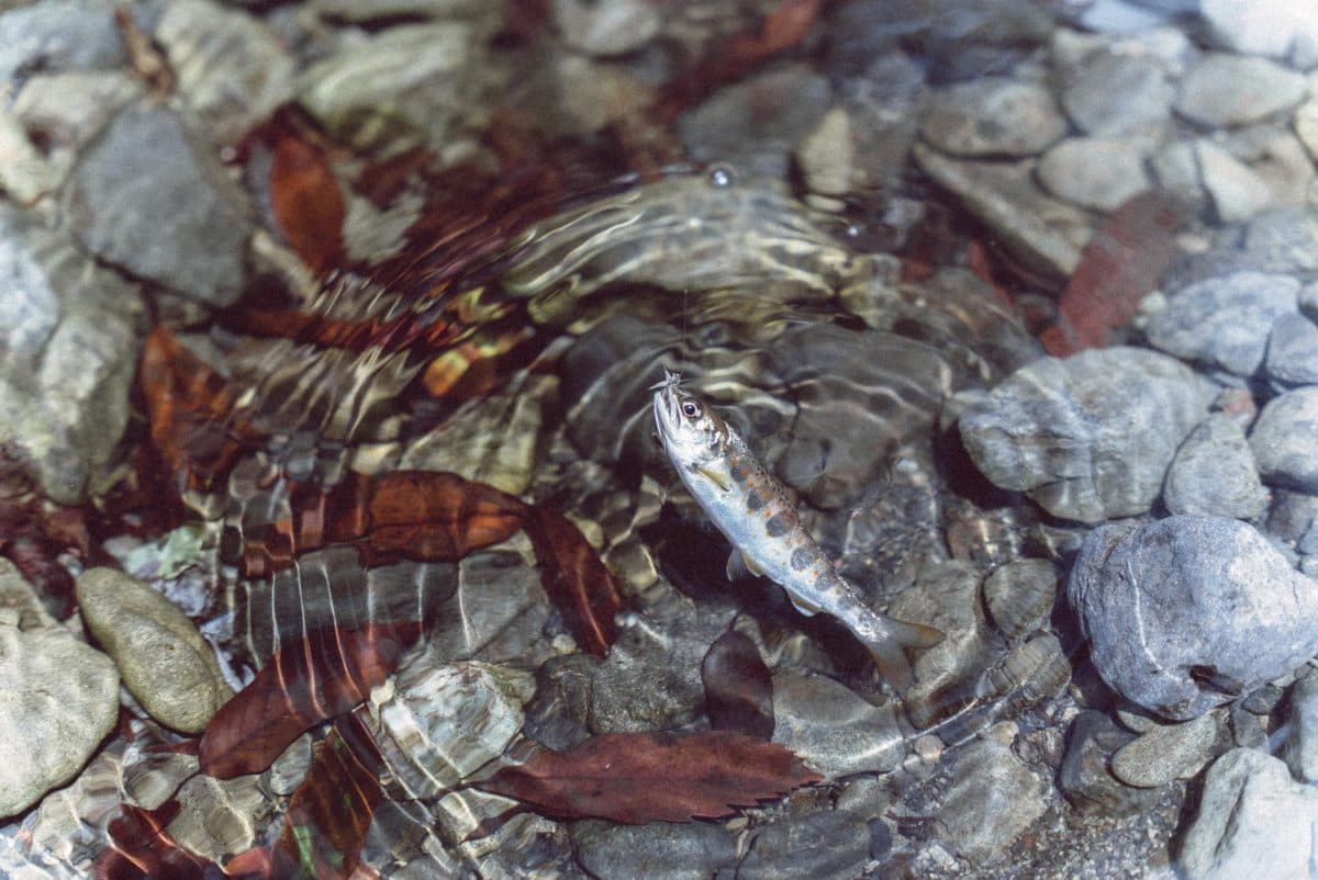 魚