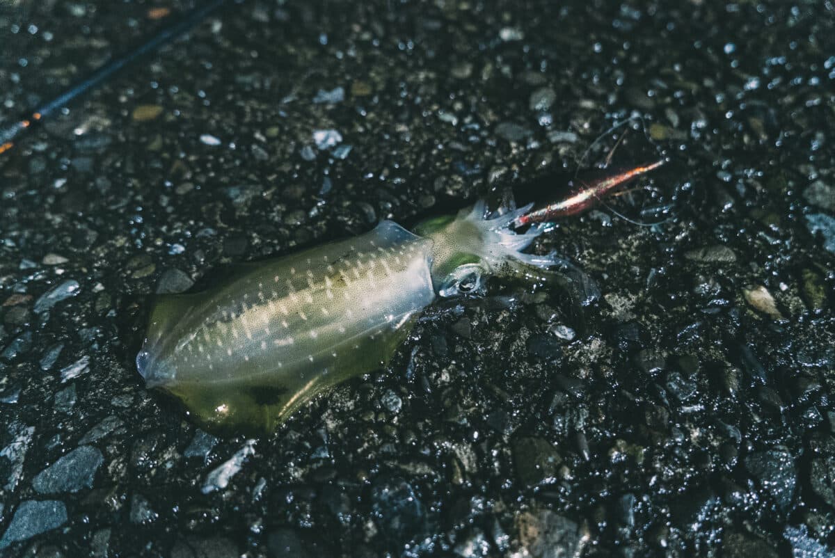 魚