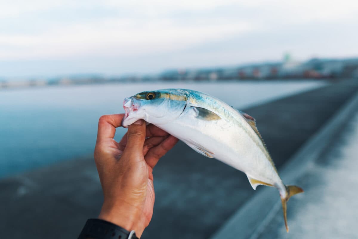 魚