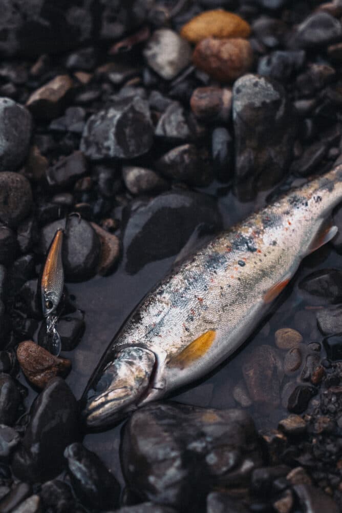 魚