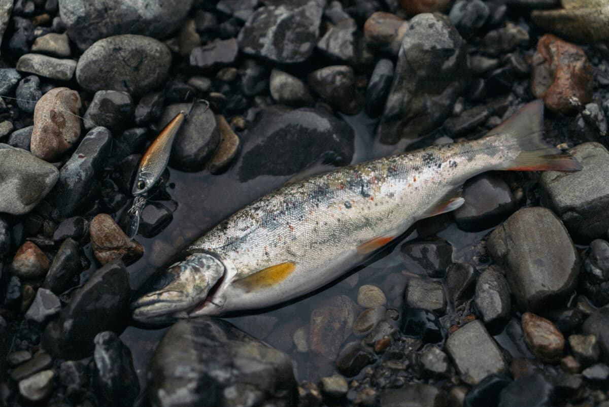 魚