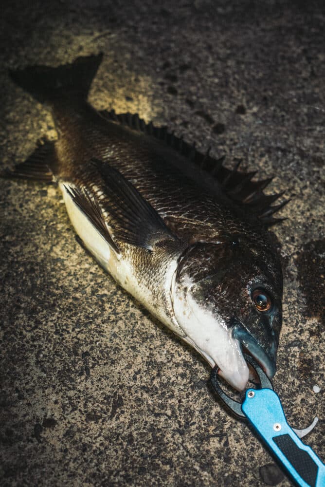 魚