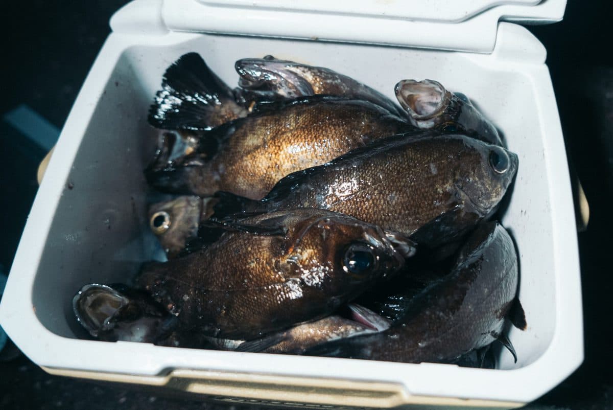 【干物ネット】大量に釣ったメバルはお裾分けと干物に