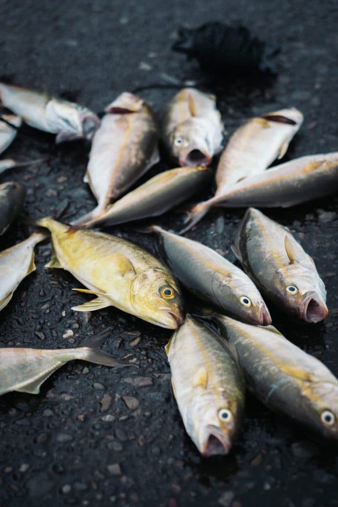 魚
