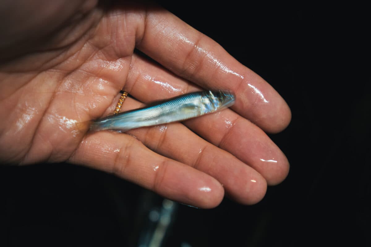 HL Fishing