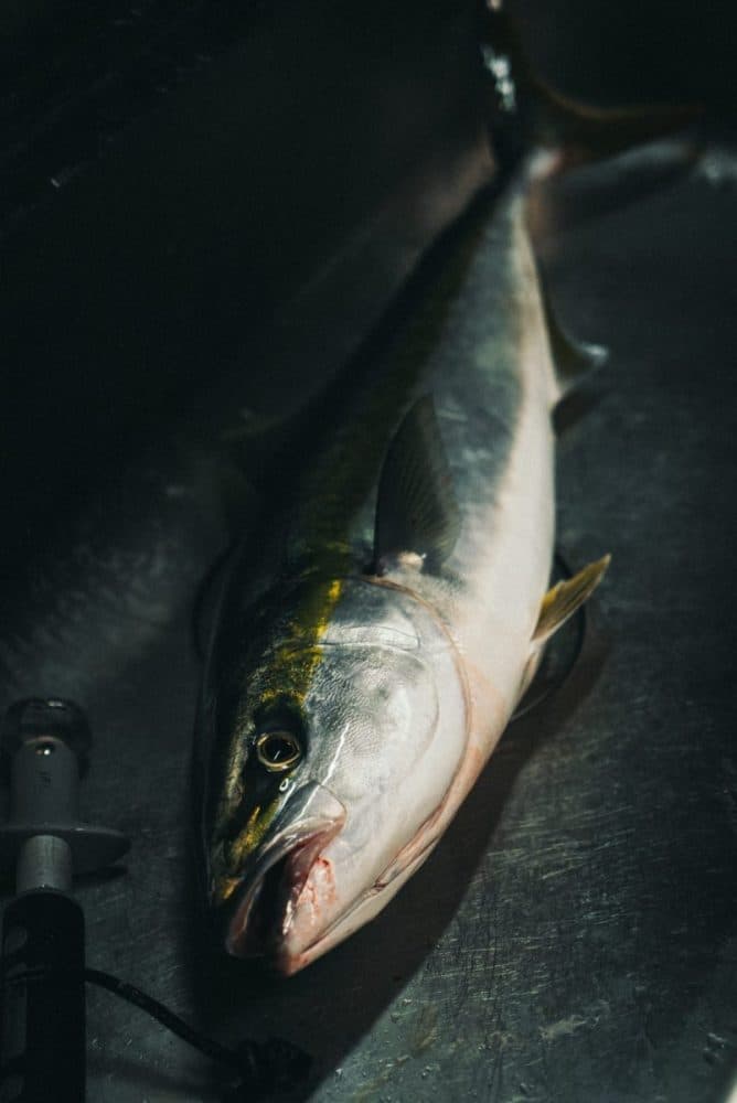 魚