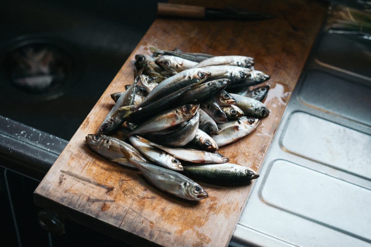 魚