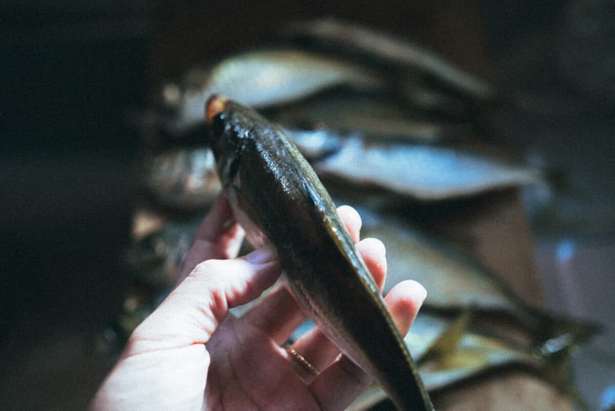 魚