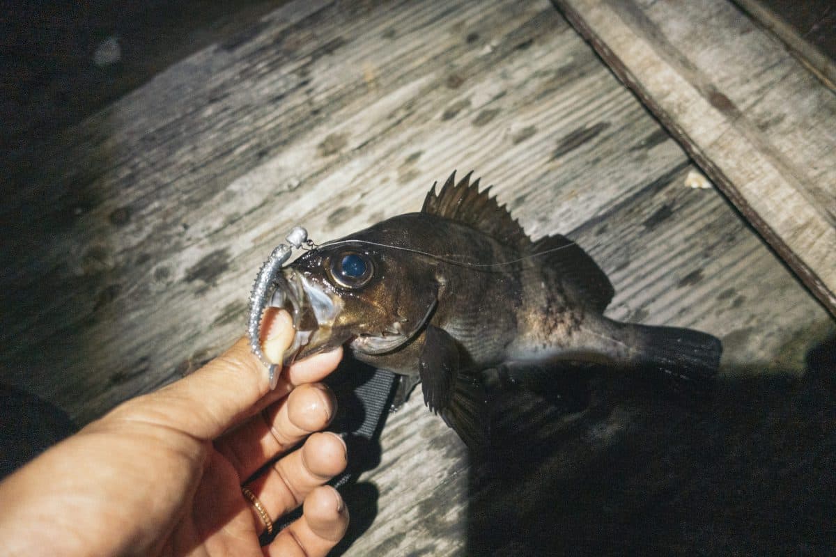 浮いていないメバルを釣るのは難しい…(2022年釣行21日目)