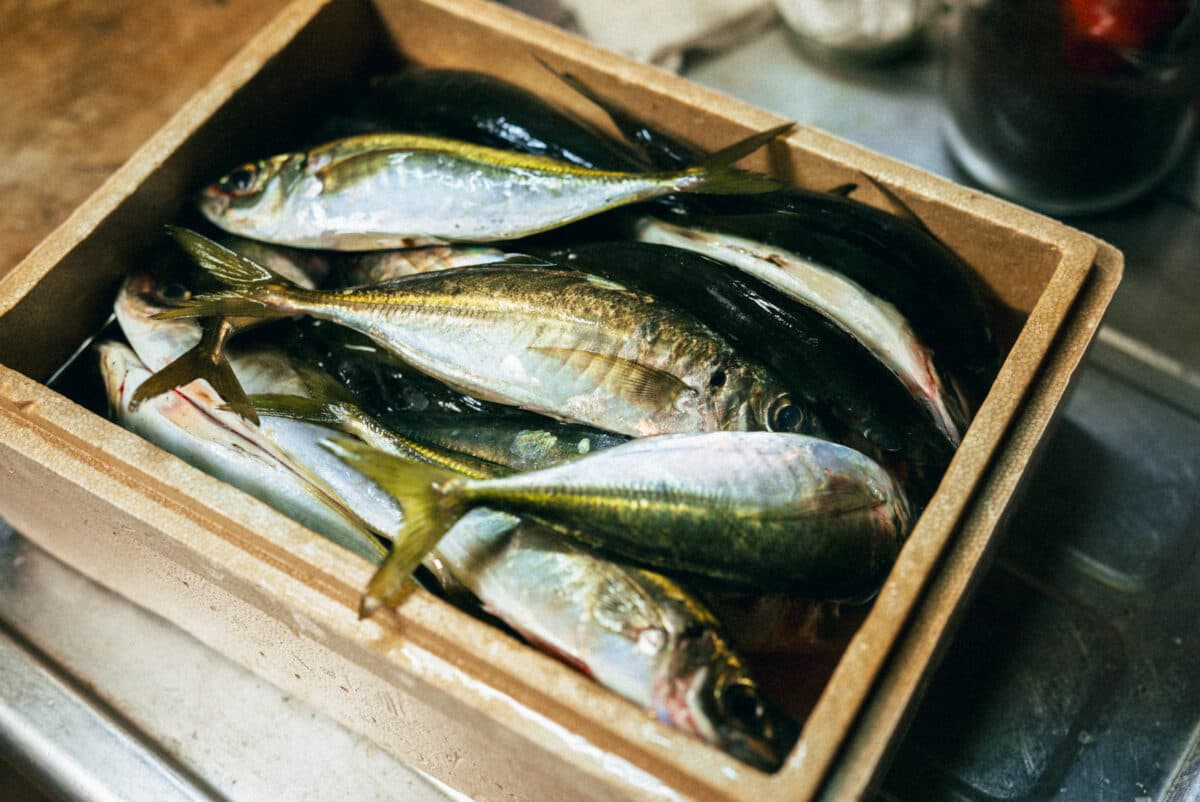 魚