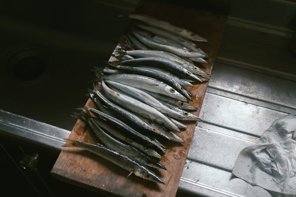 魚