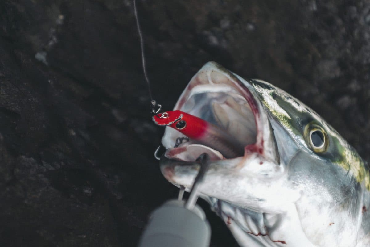 HL Fishing