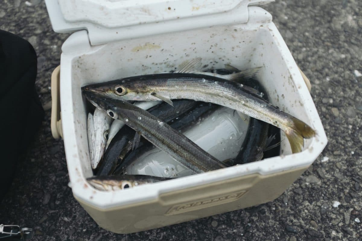 アカカマスの時合釣り(2022年釣行42,43,44日目)