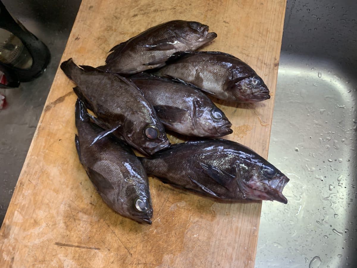 【鳴門釣行】小型メバルが釣れる日