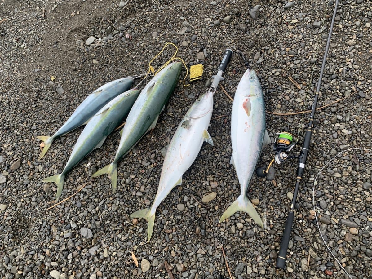 【青物釣り】70cmオーバーのメジロが爆釣!