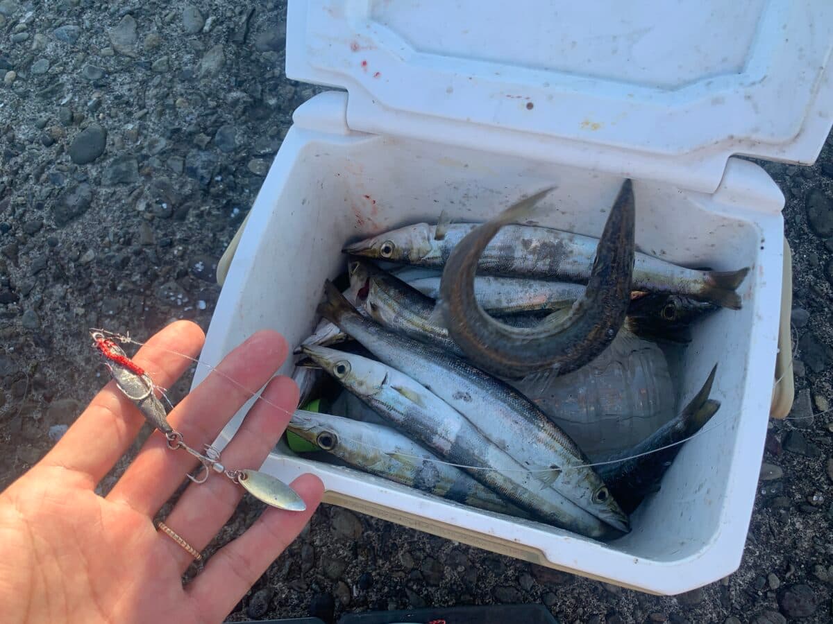 【カマス釣り】秋のカマス祭り攻略