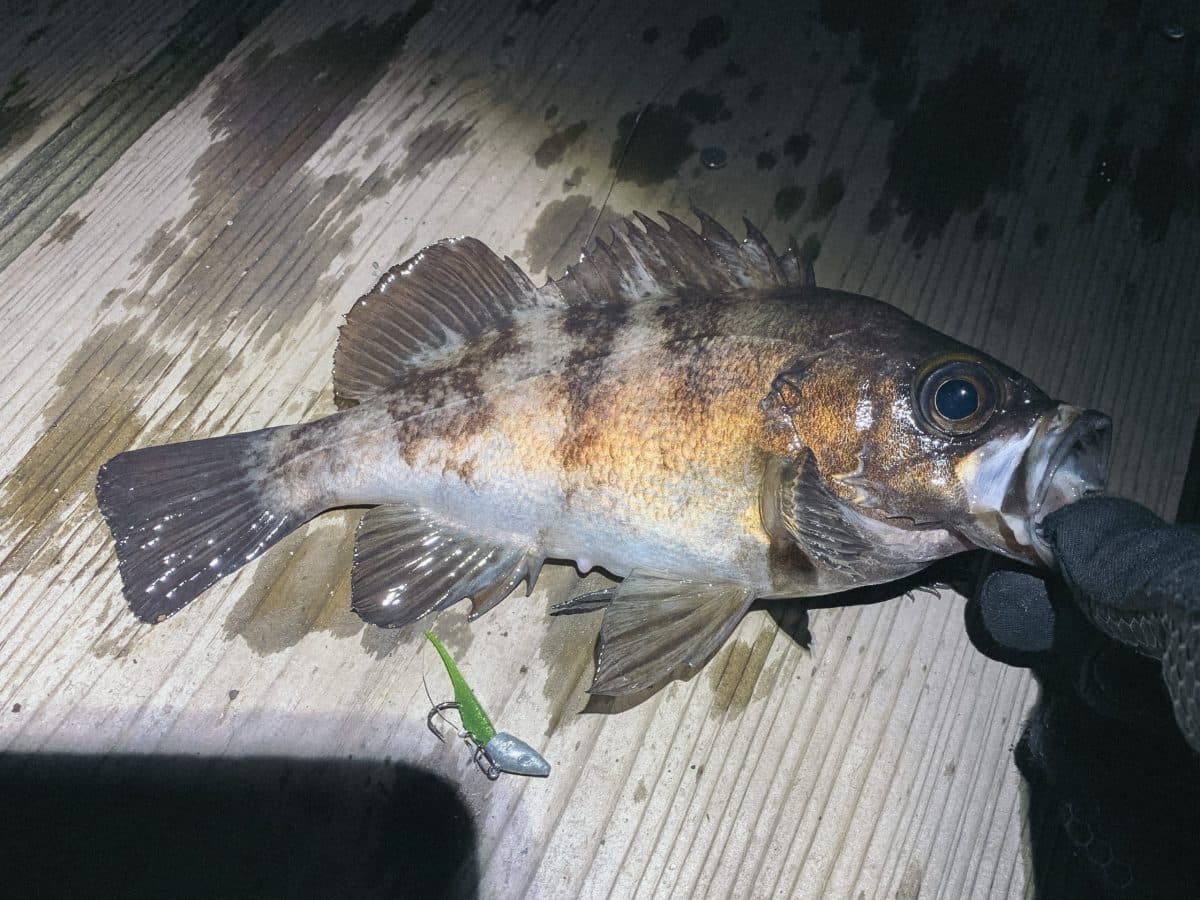 ダート釣法でメバル(2022年釣行17日目)