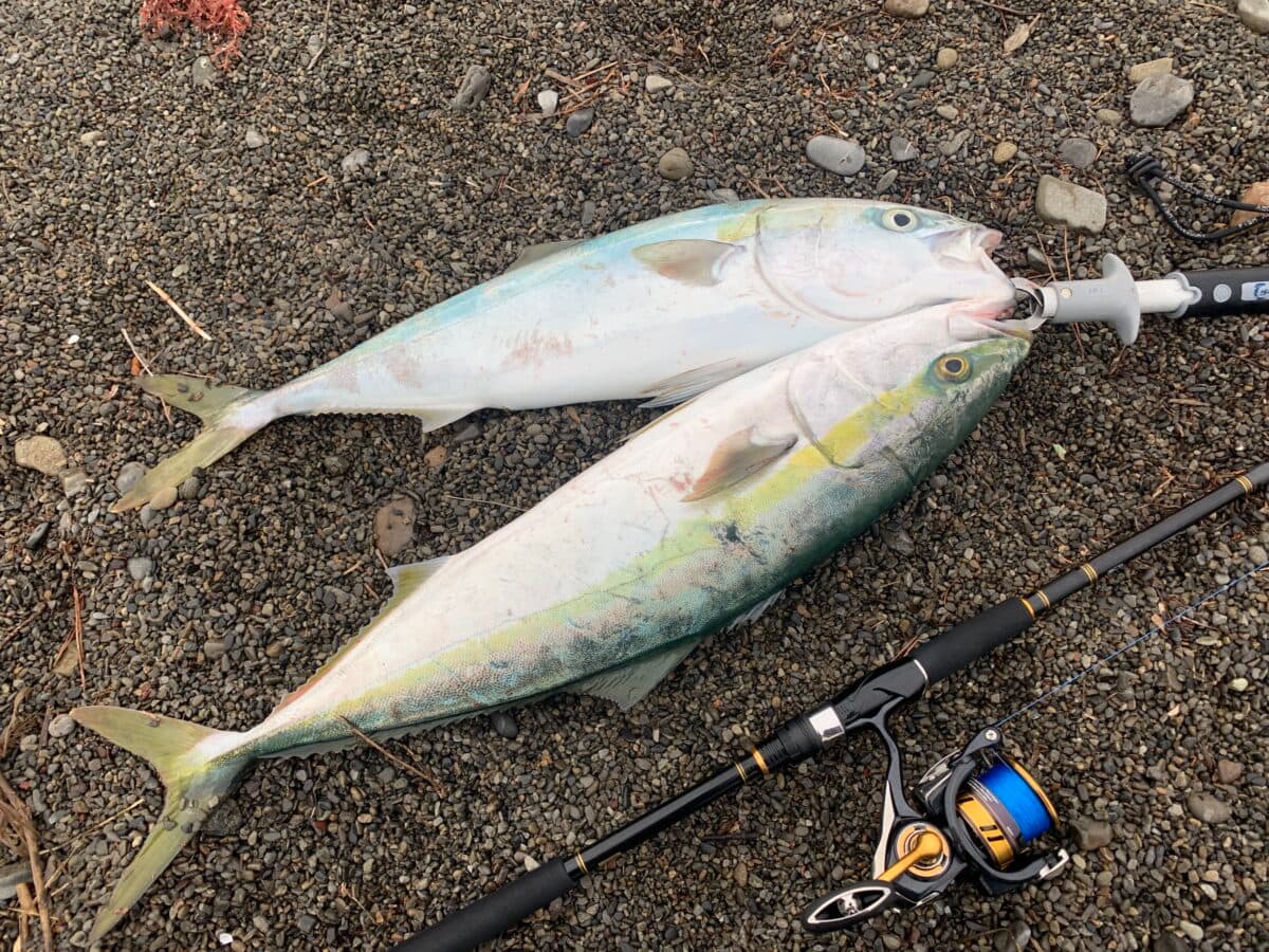 【セットアッパー125S-DR】青物は釣れるがフック交換は必須