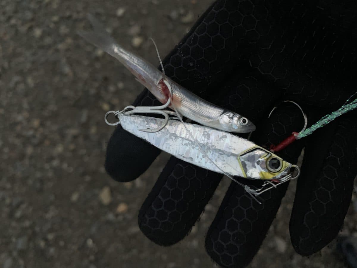 この日も釣れると思ったけど…(2022年釣行19日目)