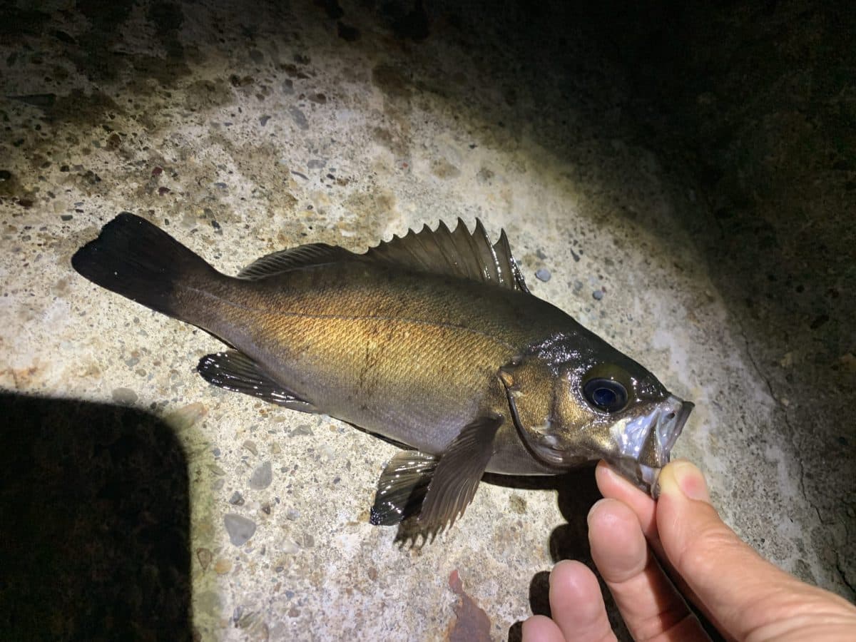 満月の夜はやっぱりメバルは釣れにくいのか?(2022年釣行32日目)