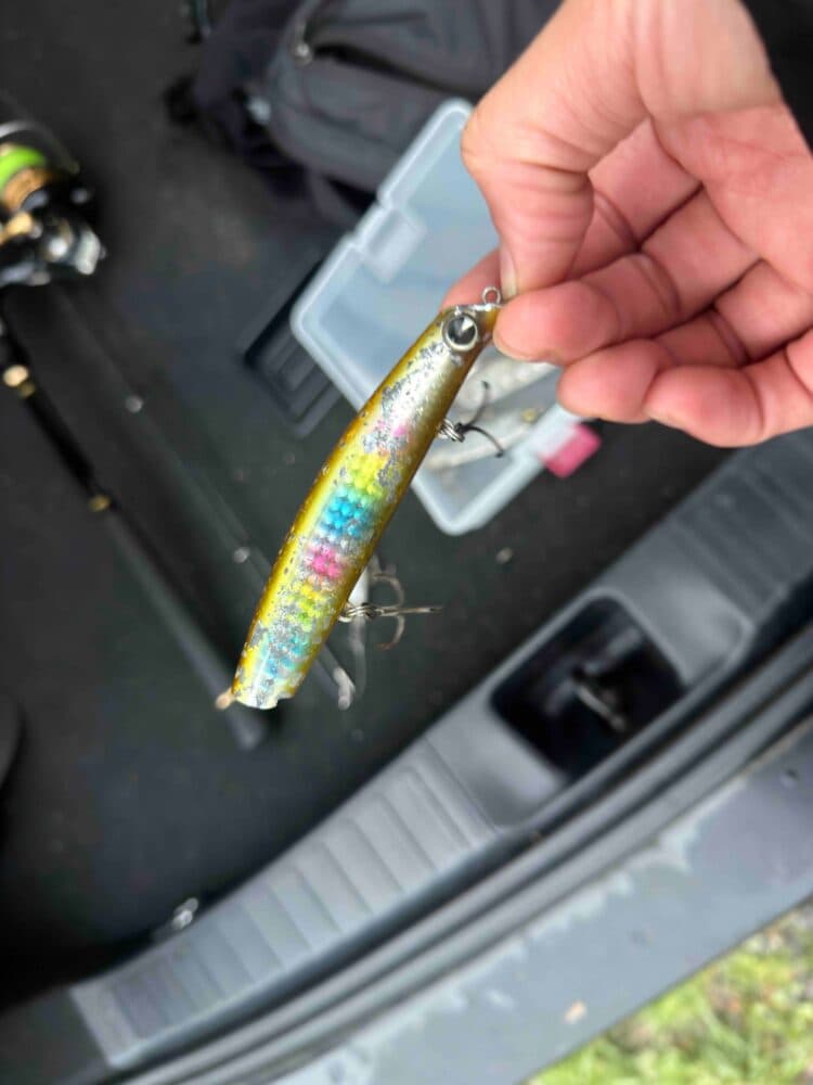 【徳島釣り】台風発生を狙ってヒラスズキ