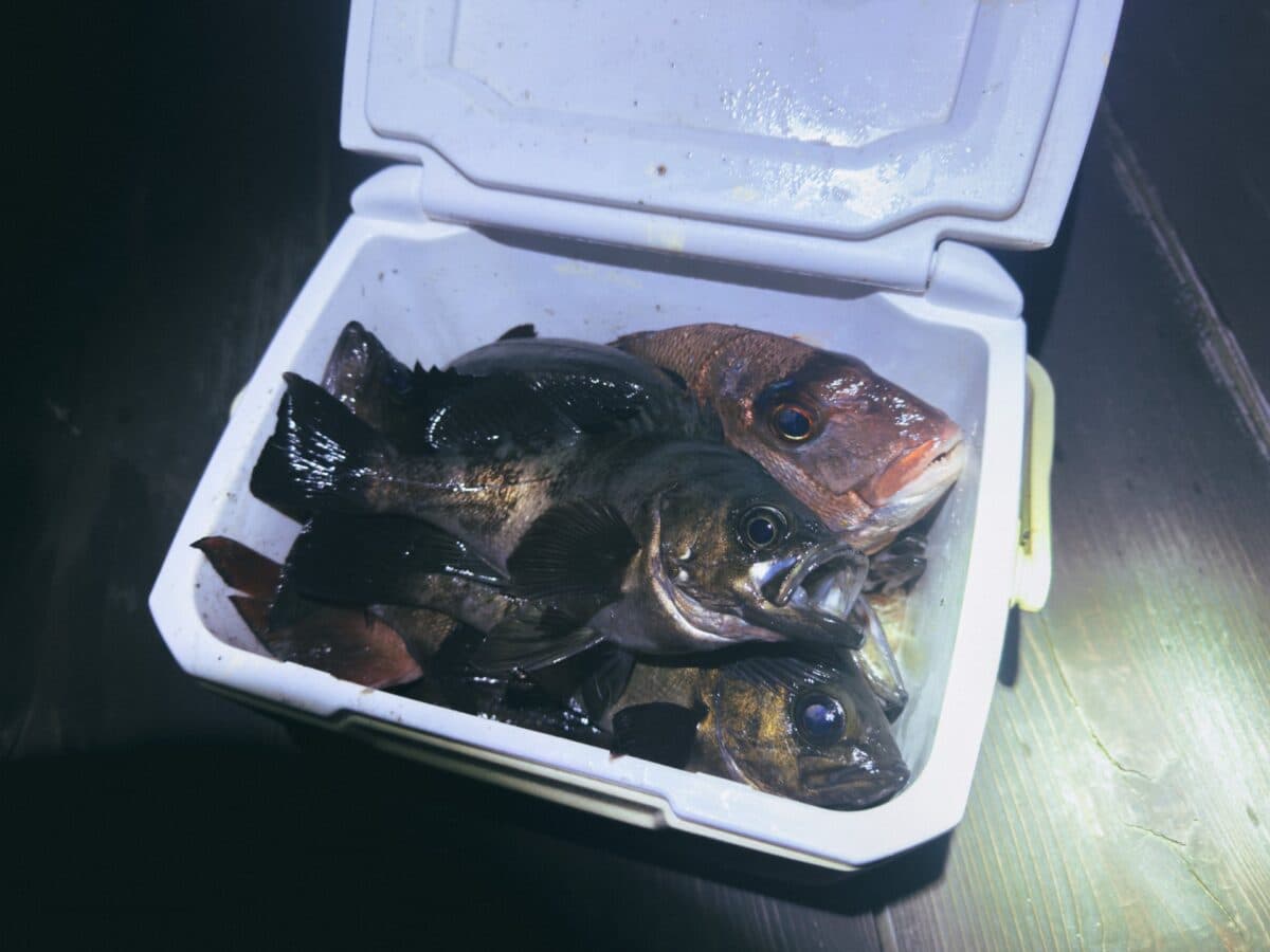 【鳴門】初夏のメバル釣りで爆釣