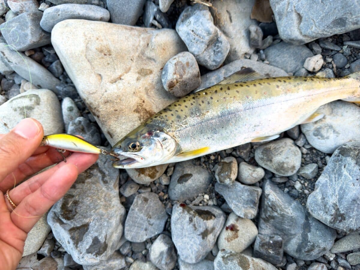 【徳島海部釣り】チヌ釣り〜アマゴ釣り〜ヒラセイゴ