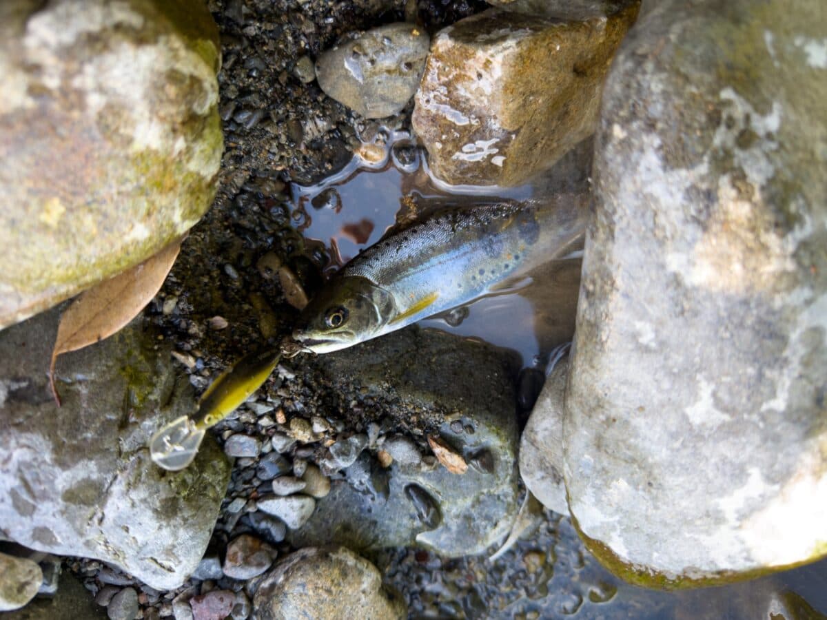 【海部川】本流で小アマゴ